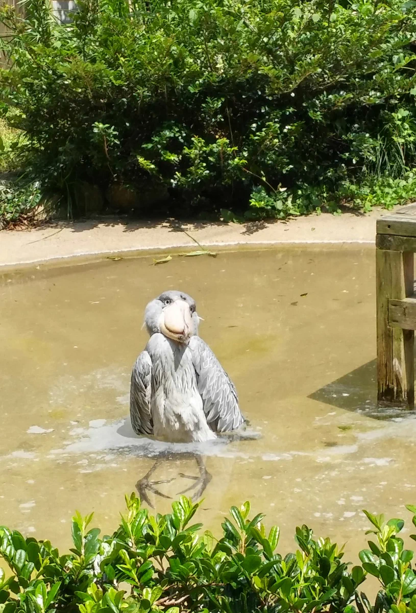 暑くてやっとれんわｗさすがのハシビロコウも日本の夏は堪えるらしいｗｗｗ
