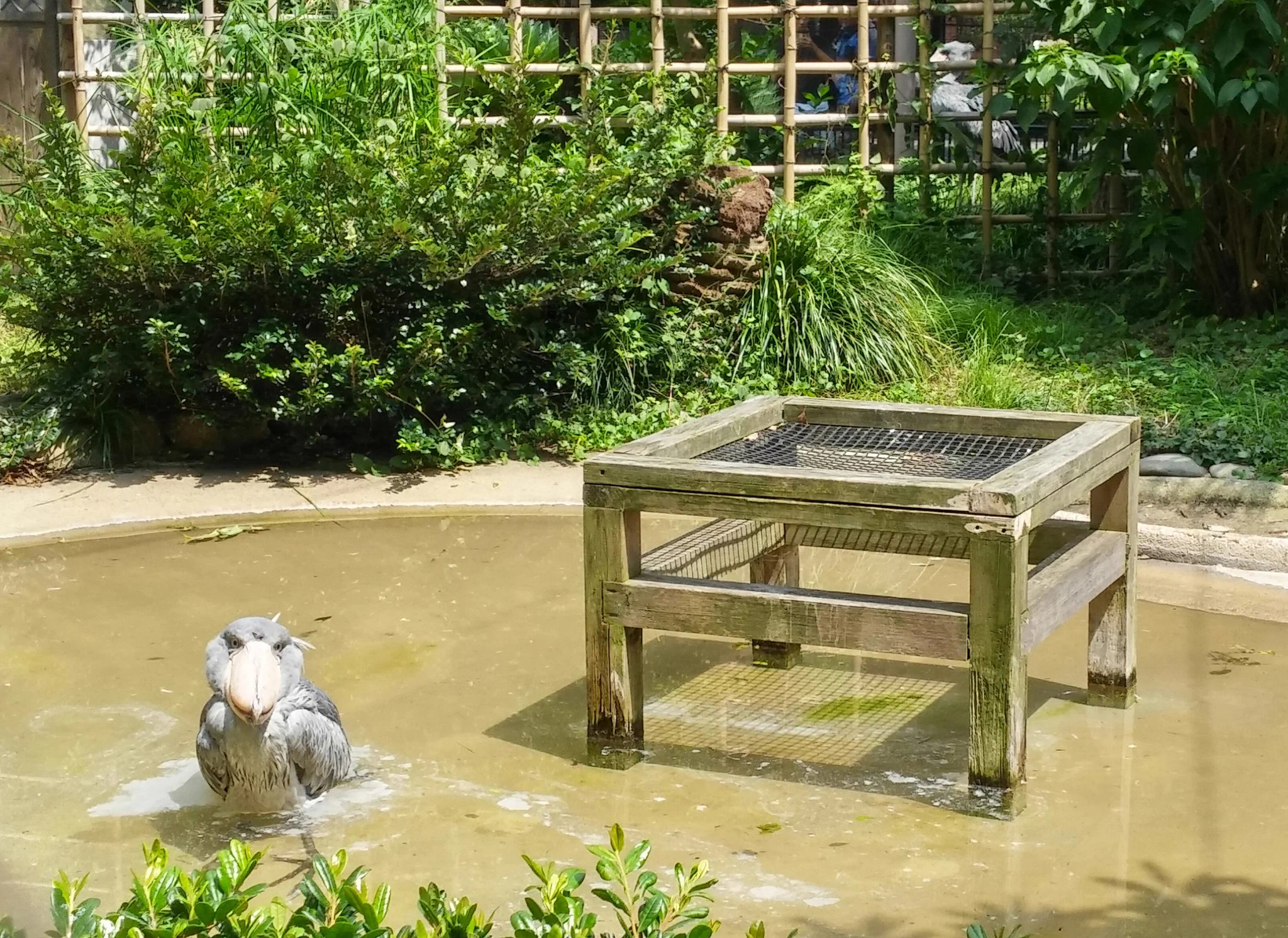 暑くてやっとれんわｗさすがのハシビロコウも日本の夏は堪えるらしいｗｗｗ