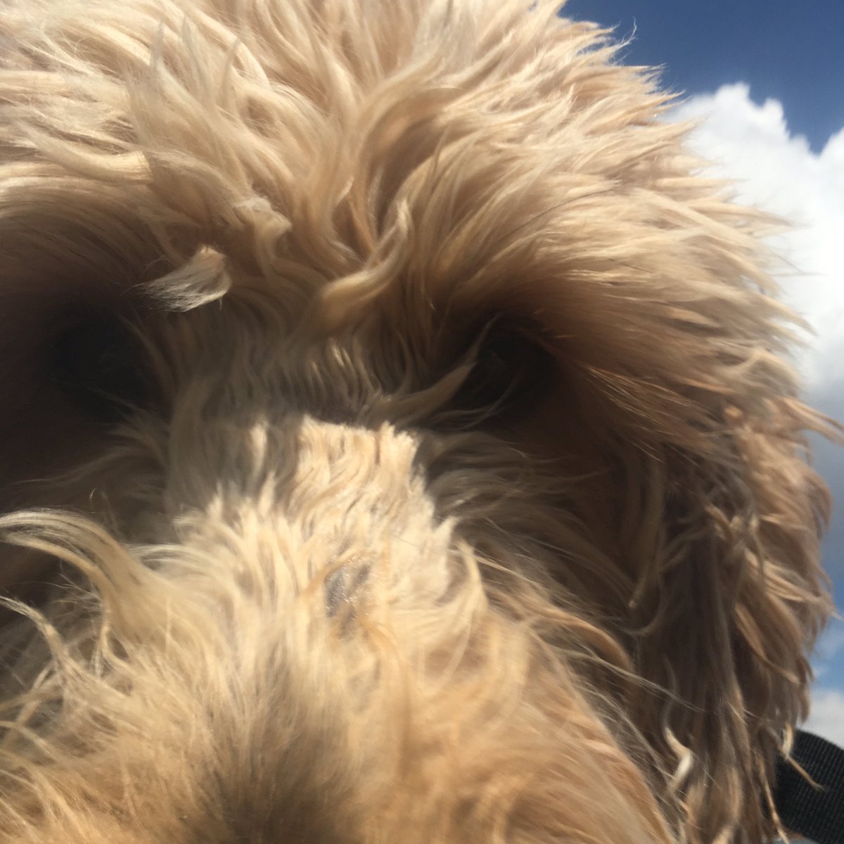 Dog_Named_Lily (dog_named_lily) Twitter