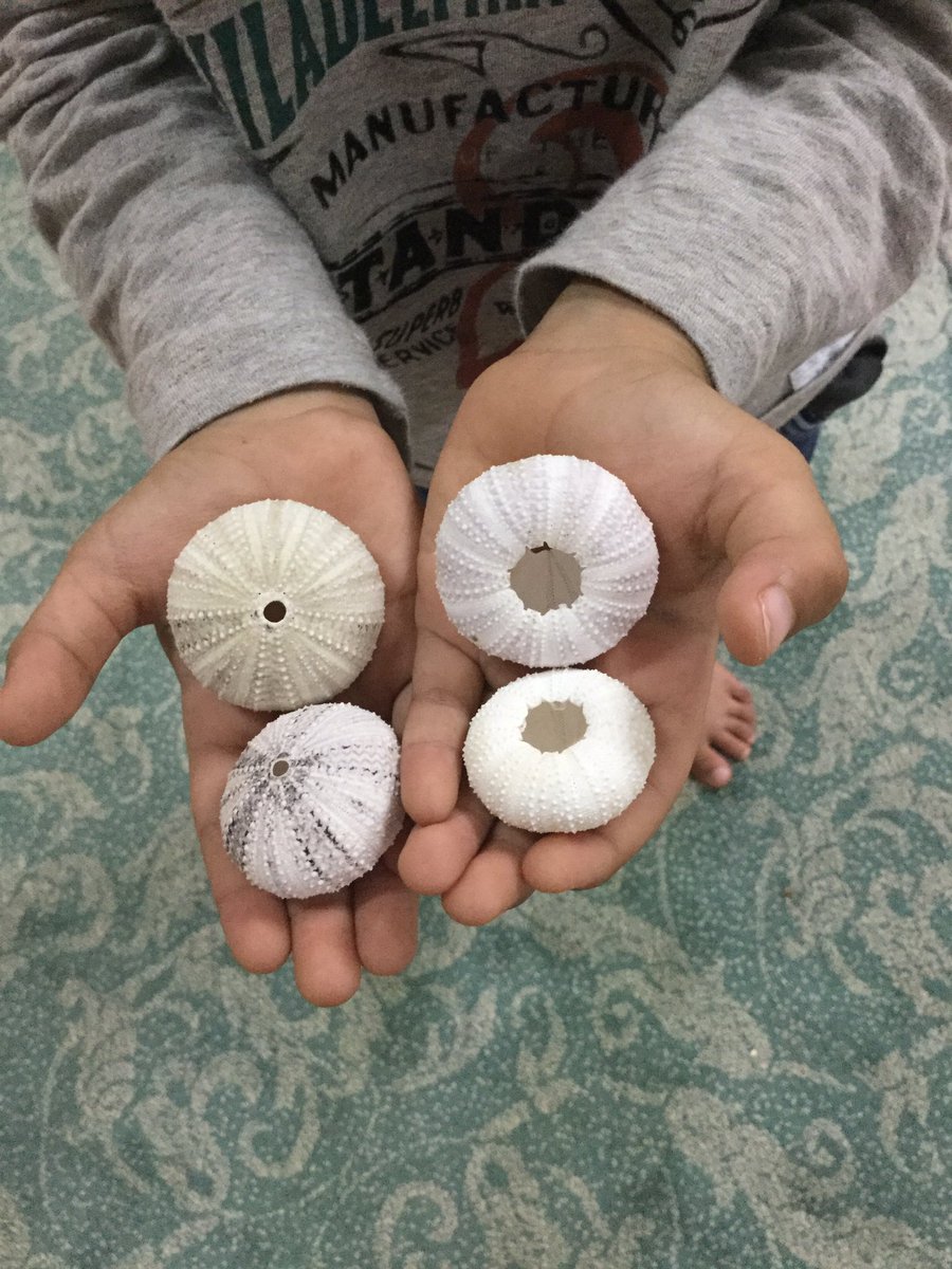 جمعت هذه الأصداف من شاطئ  بمة في قريّات 
#أقلام_صغيرة