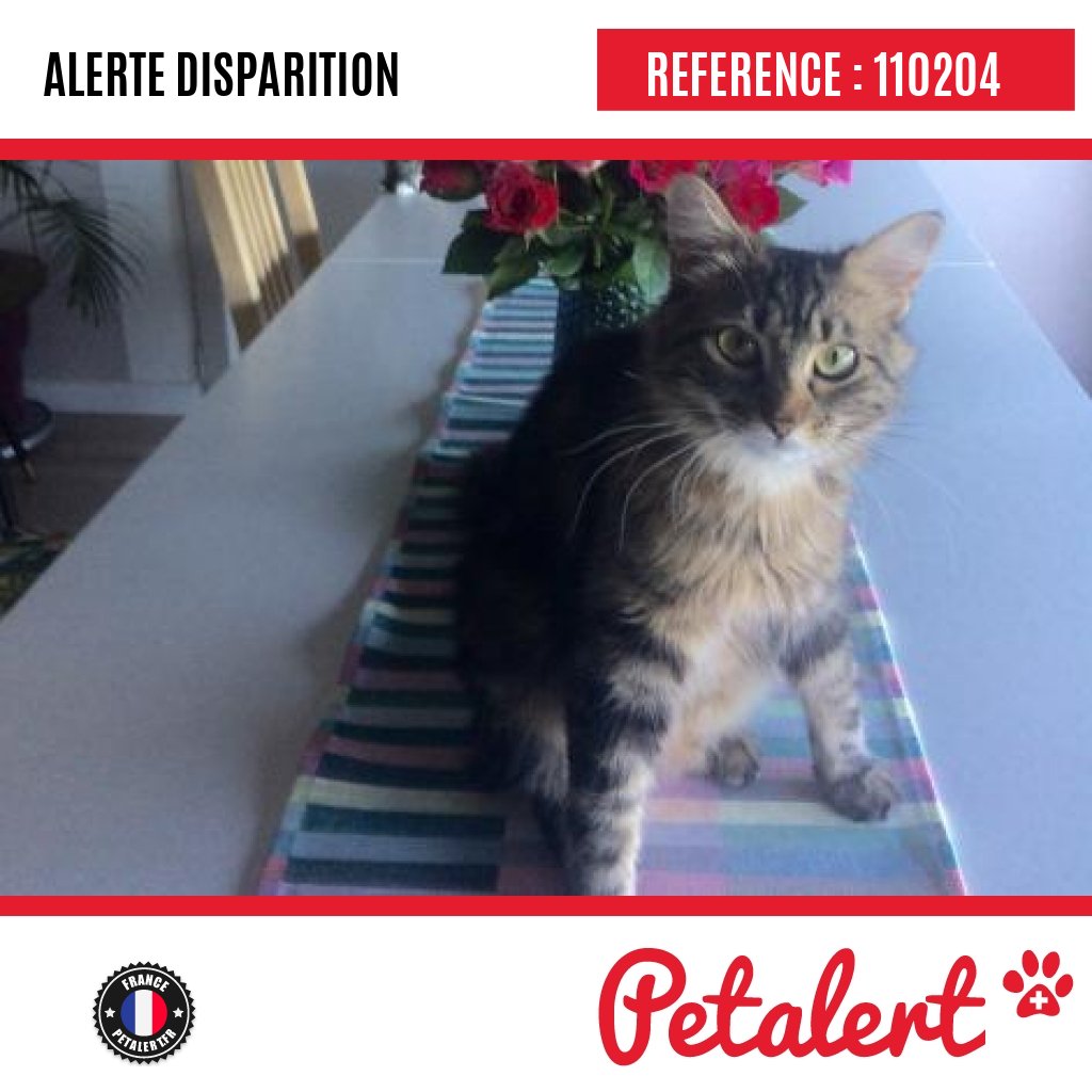 petalert_france's tweet photo. Disparu #Chat #Rhone #LYON09 #Petalert #Pet #Alert / https://t.co/dSYrPspzy7 https://t.co/jjMgZCZqg4
