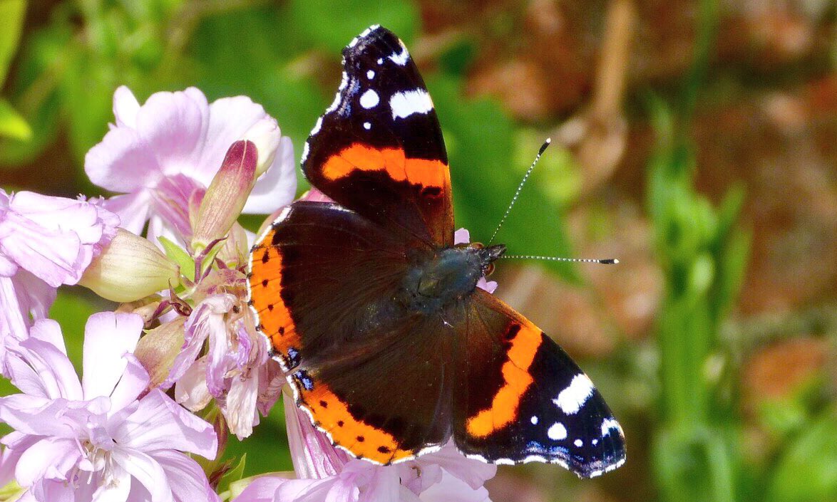 CatherineEsse's tweet photo. Late summer fashions yesterday at Chambers Farm, Lincs #Augustcollection 🦋🎨👗🌈✨@HARTResearch @sjholt50 @Dr_HLO @lilacs_and_wine @suzawelch https://t.co/ASXuYtyQ9I