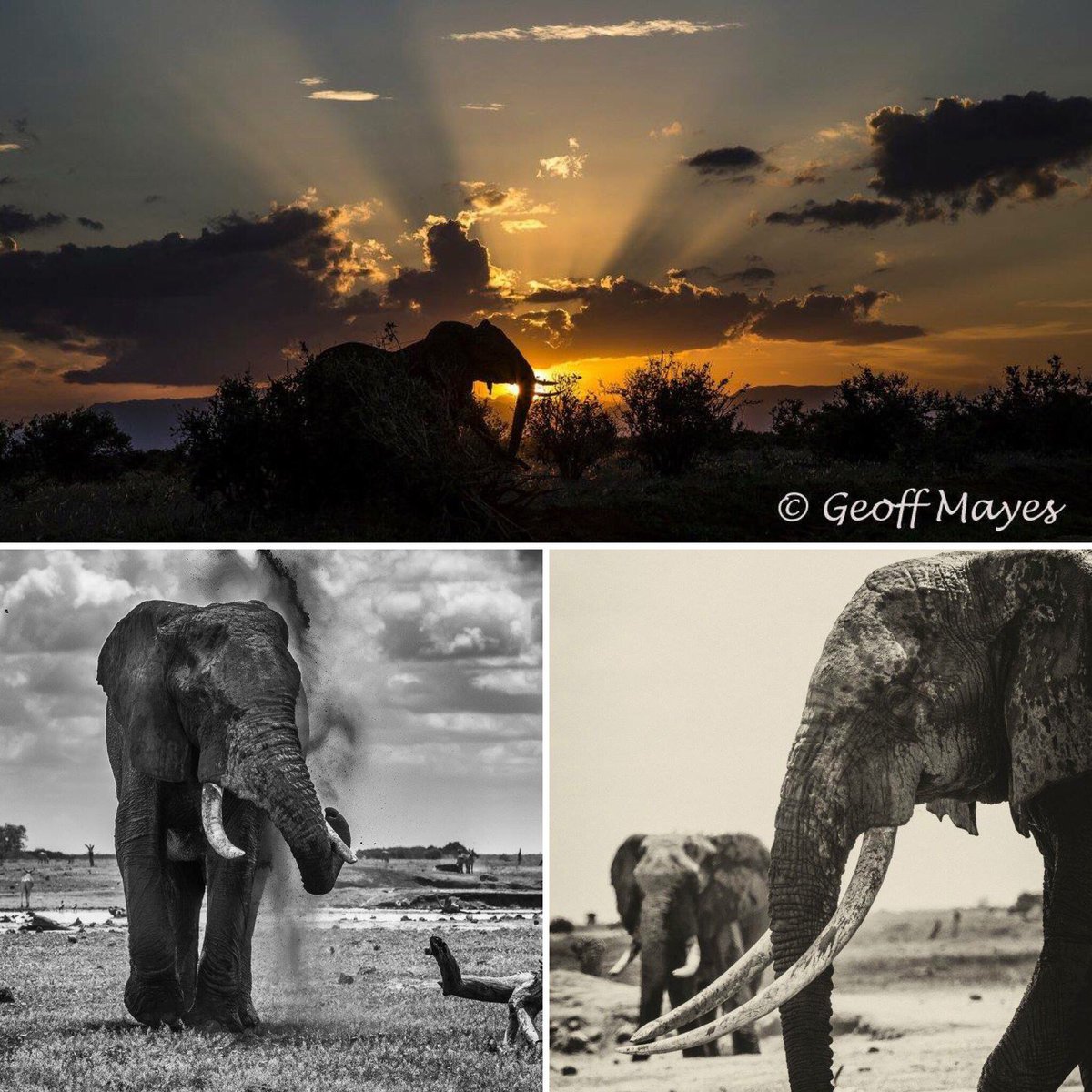 Geoff Mayes tweet media