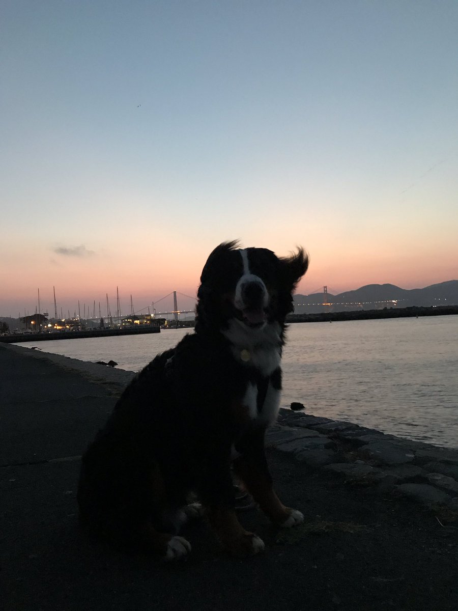 BeartheBernese's tweet photo. What a view, right dad? #bernerfamily #bernerlife @animallifegoal @pets_forever https://t.co/56qLtluAEg
