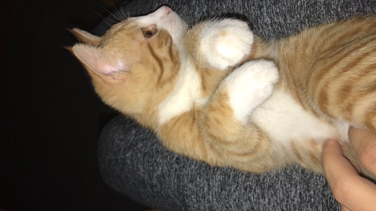 BlakeThomazz's tweet image. OJ