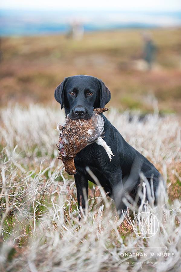 CAupdates's tweet image. Let the season commence... Happy #GloriousTwelfth everyone - for countryside, conservation and community. (Pic by @JonathanMMcGee)