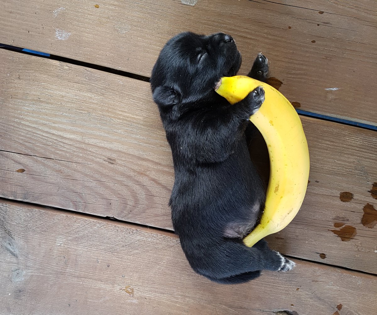 agase_'s tweet photo. 아빠가 아가 크기비교한다구 옆에 빠나나 놨는데 아 너무 심장이 아파 https://t.co/PWOraAWW9B