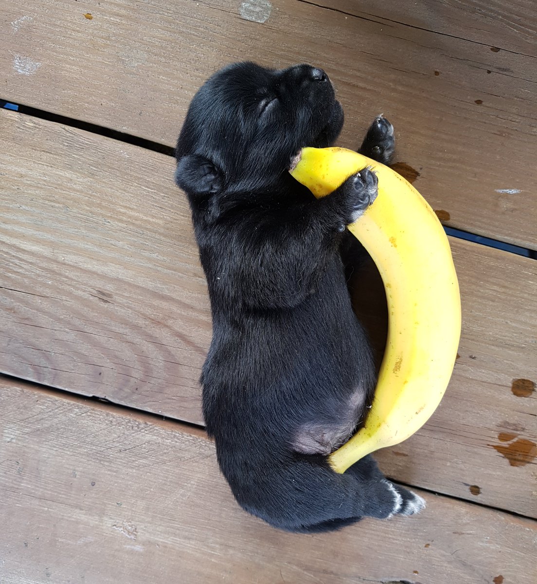 agase_'s tweet photo. 아빠가 아가 크기비교한다구 옆에 빠나나 놨는데 아 너무 심장이 아파 https://t.co/PWOraAWW9B