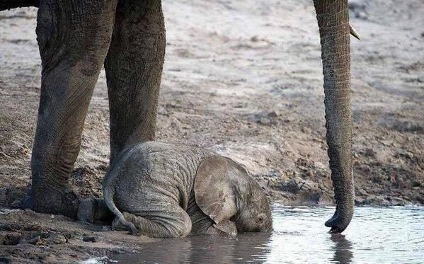ExtinctAnimal tweet picture