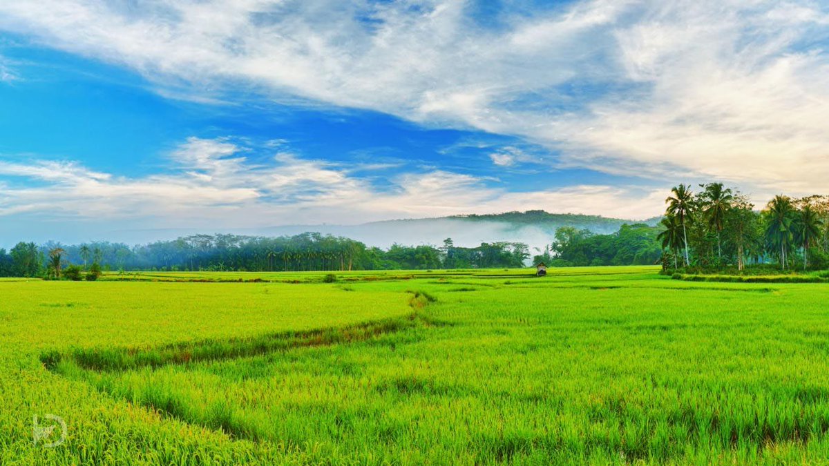 IndianPaths's tweet photo. live yourself out in the #beautiful_paddy_fields of #Kerala #south_India with us #south_Indian_tour_package https://t.co/2rQE1bUmJE https://t.co/mzvUEoZfRt