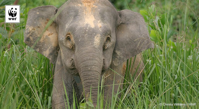 Even the smallest🐘 species in the world needs a large forest area to survive, highlighting the need to protect our forests #WorldElephantDay