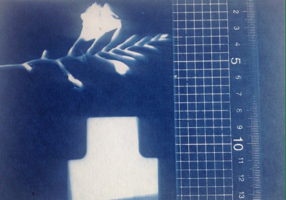 FelicityBristow's tweet photo. #WIP with #SusieWilson for our  #Edgelands commission for @artwalkporty #cyanotype #imPRESSions of #Porty #AWP2017 🌿☀️📉📐 https://t.co/W8AkXC1rFT