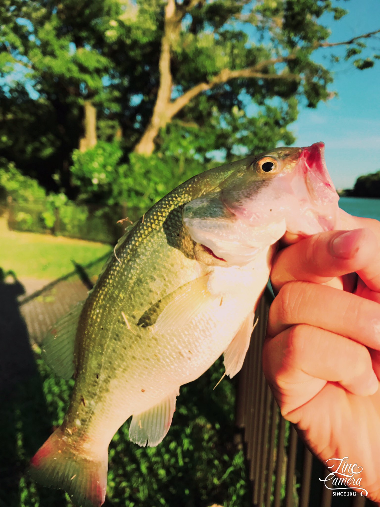 Bass Com サイズの割には重たかった原因はデブでした 30くらいやっけどかなりのメタボで そして 初めてのフィールドでこの風の中でも釣れてよかった ブラックバス 北勢中央公園 Dスタイル トルキーストレート T Co Ouzz644bdg Twitter