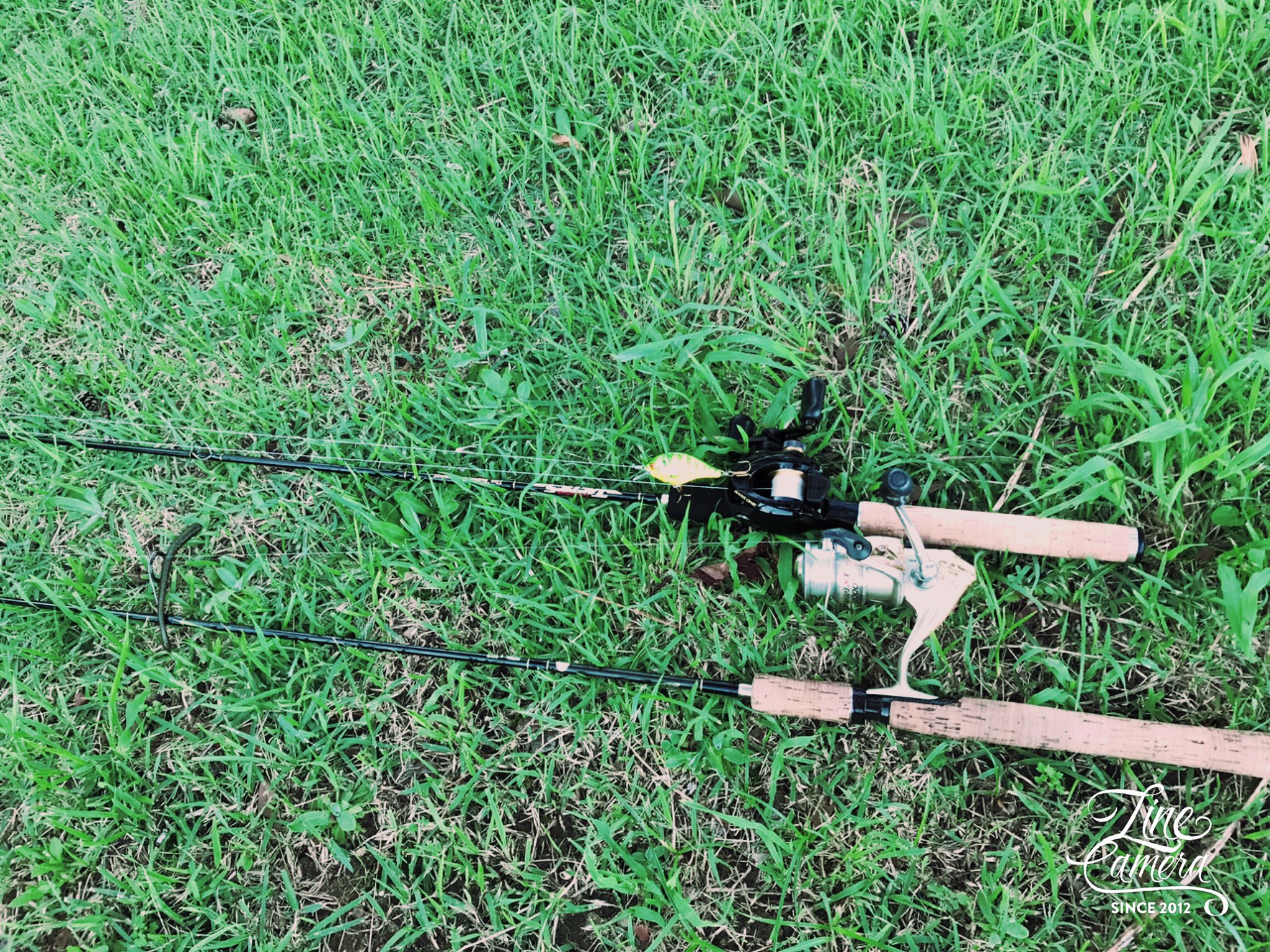 Bass Com サイズの割には重たかった原因はデブでした 30くらいやっけどかなりのメタボで そして 初めてのフィールドでこの風の中でも釣れてよかった ブラックバス 北勢中央公園 Dスタイル トルキーストレート