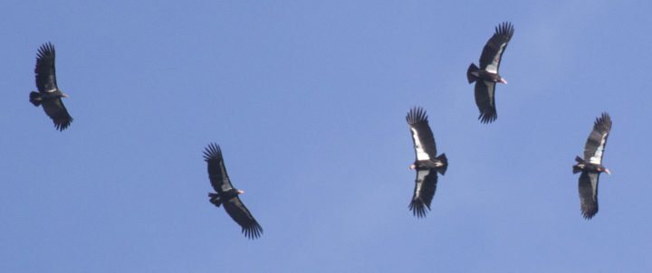 4Vultures's tweet photo. Man faces 1,5 years in prison and a $115,000 fine for killing a #California #Condor last year. See https://t.co/Jgb4rWyx99 https://t.co/dvXSF9BjiB