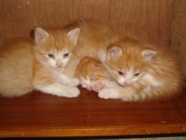 kunalthesaviour's tweet photo. Blast from the past...#2012 #mycatsiebabies...#missthemlikehell @CatLoversGroup @Nav0201 https://t.co/yCyQNsxqbu