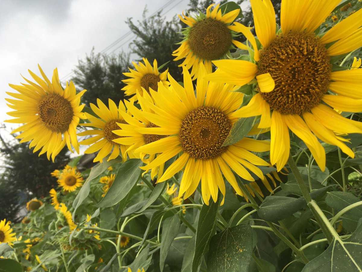 ひまわり組 ミニひまわりバラエティミックス | 花＆グリーン 通販