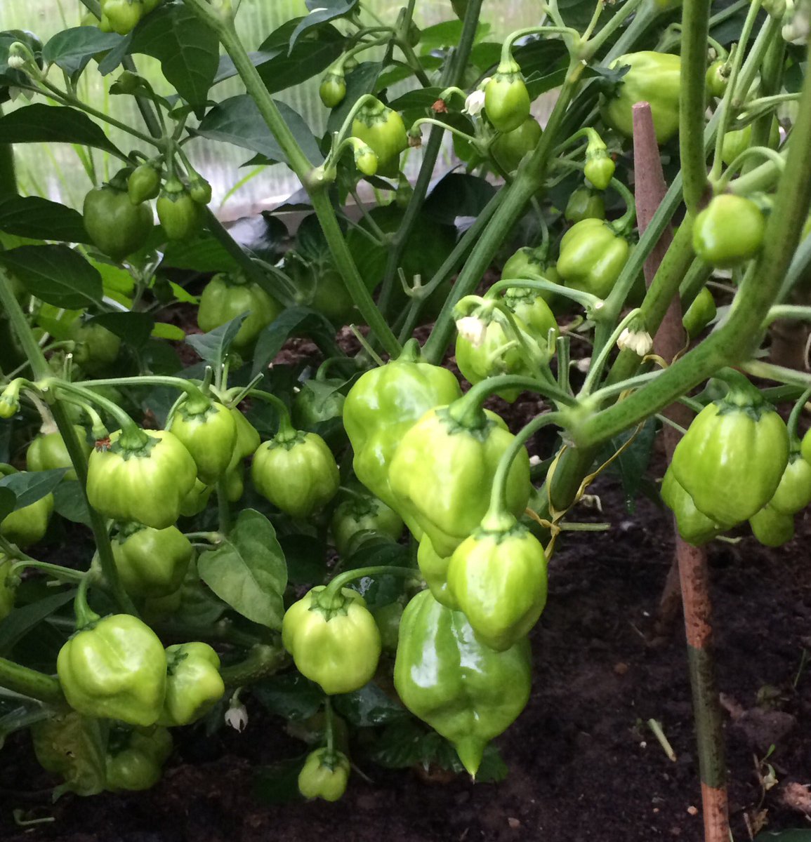 LincolnshireChilliCo tweet media