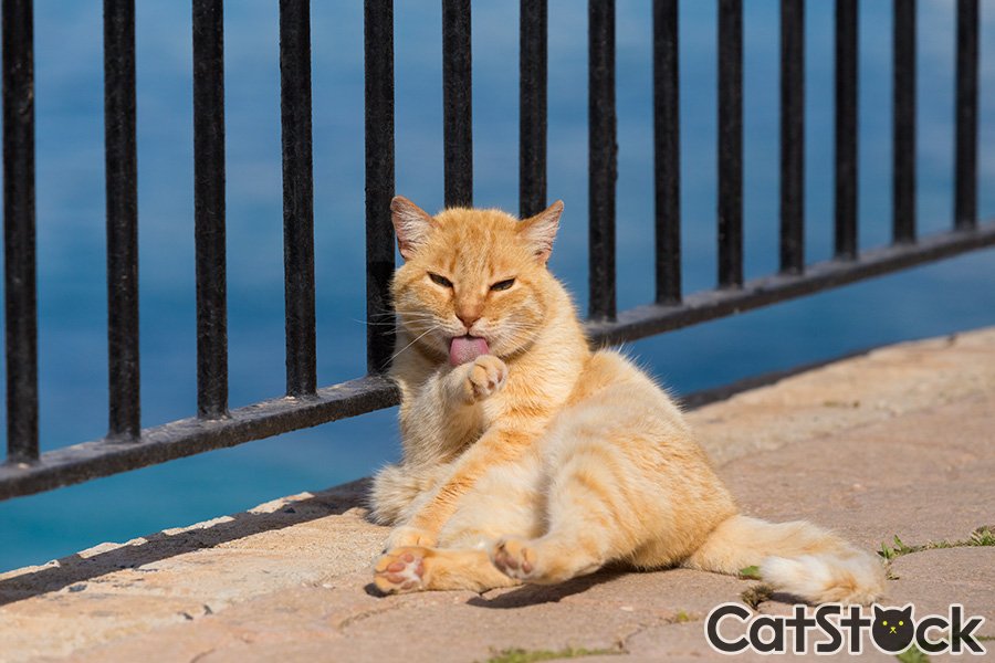 All About Malta Maltalove Twitter