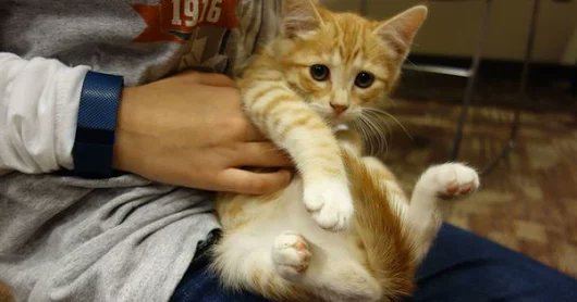 FelineAdvoCat tweet picture