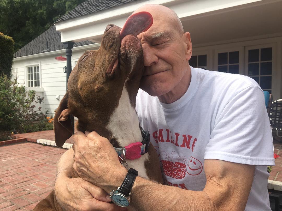 SirPatStew's tweet photo. Ginger brought so much love to our lives when we fostered her. I stand with @RSPCA_Official to #EndBSL. Learn more: https://t.co/KpV0BWAjD2 https://t.co/5NwWS6yJtA