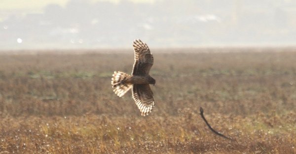 Bruce Martin tweet media