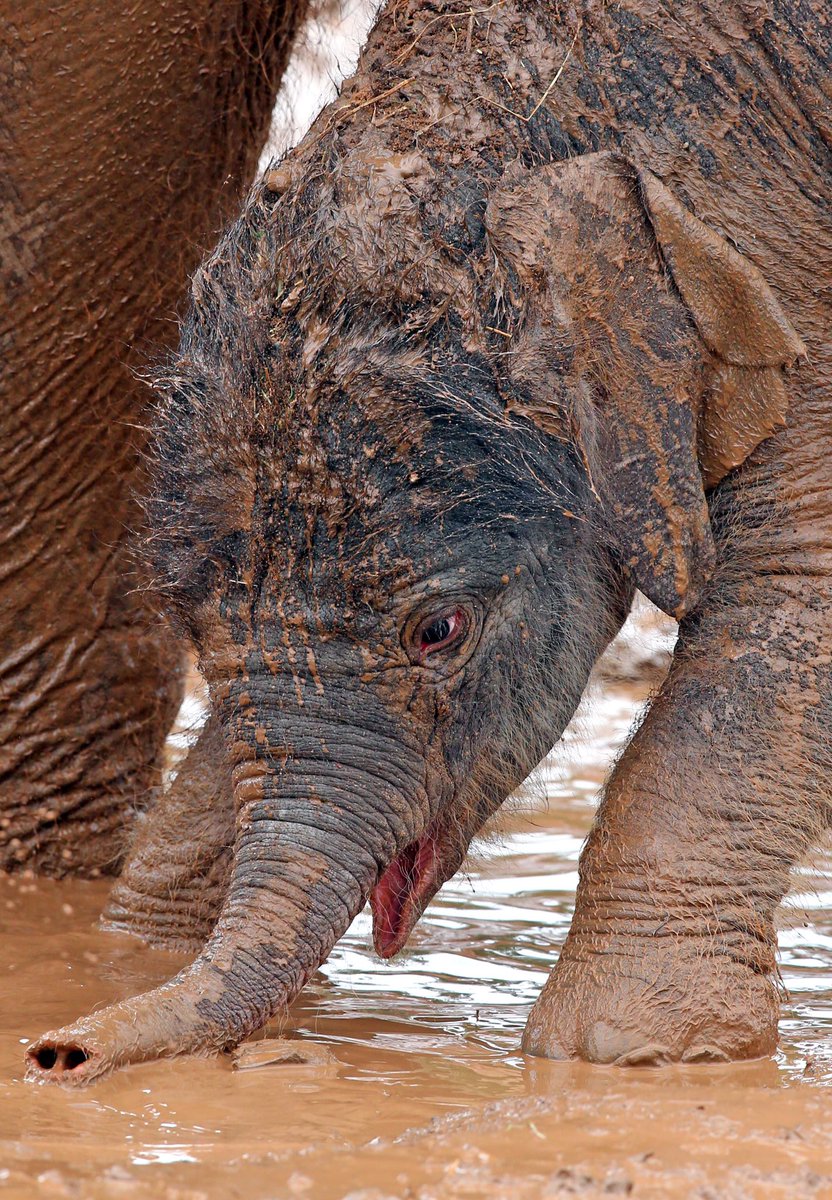 chesterzoo's tweet photo. Good luck to everyone taking part in today's #SummerStampede! Thanks for joining our herd to support elephant #conservation. #NeverForget https://t.co/JSravSbdqa