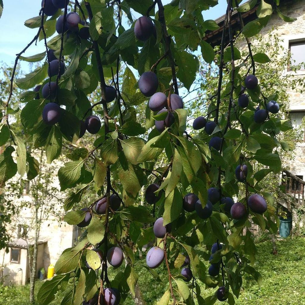 lucapost's tweet photo. Manca poco... #nediskedoline #vallidelnatisone #stregna #sriednje https://t.co/lLoYtRD57H https://t.co/of4LE6FG4R