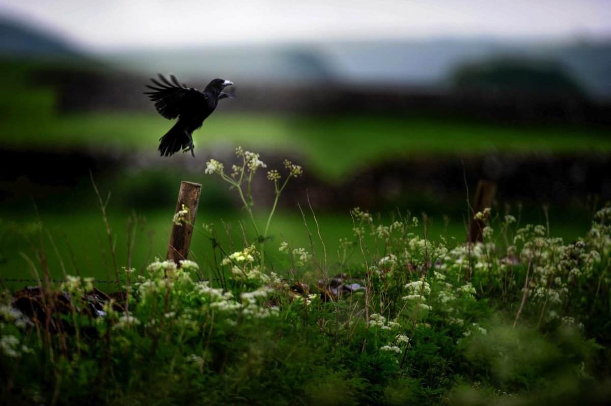 Billy had always dreamed of being a ballet dancer... <a href="/Natures_Voice/">RSPB</a>