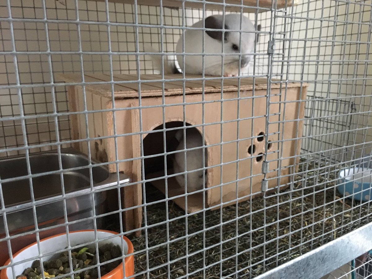 FreemanLeighton's tweet photo. @CwrtRawlinprim Frodo & Bilbo are all cleaned out and ready to be handed over to Emily Blunsdon later today #chinchilla #class4M #BenF https://t.co/S3tTpYJ0tX