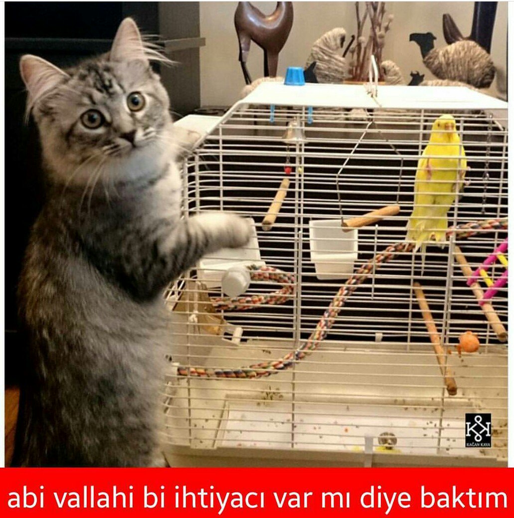 İşte şimdi yandık.