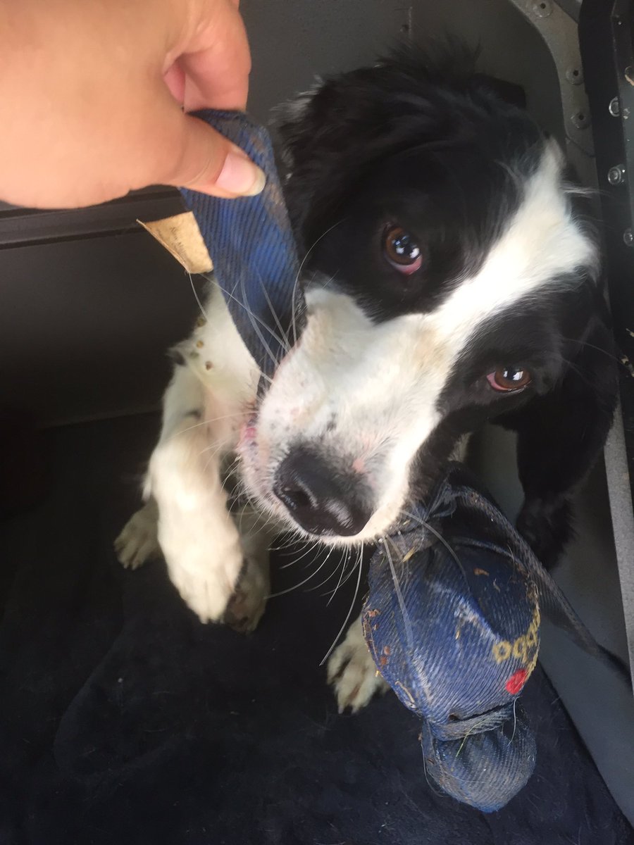 SearchDogDodger's tweet photo. I is happy boy. I helped find Lost dog Lexi. New work is fun! https://t.co/TTvLqNn9sF