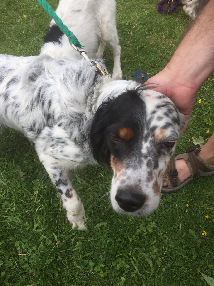 SearchDogDodger's tweet photo. I is happy boy. I helped find Lost dog Lexi. New work is fun! https://t.co/TTvLqNn9sF