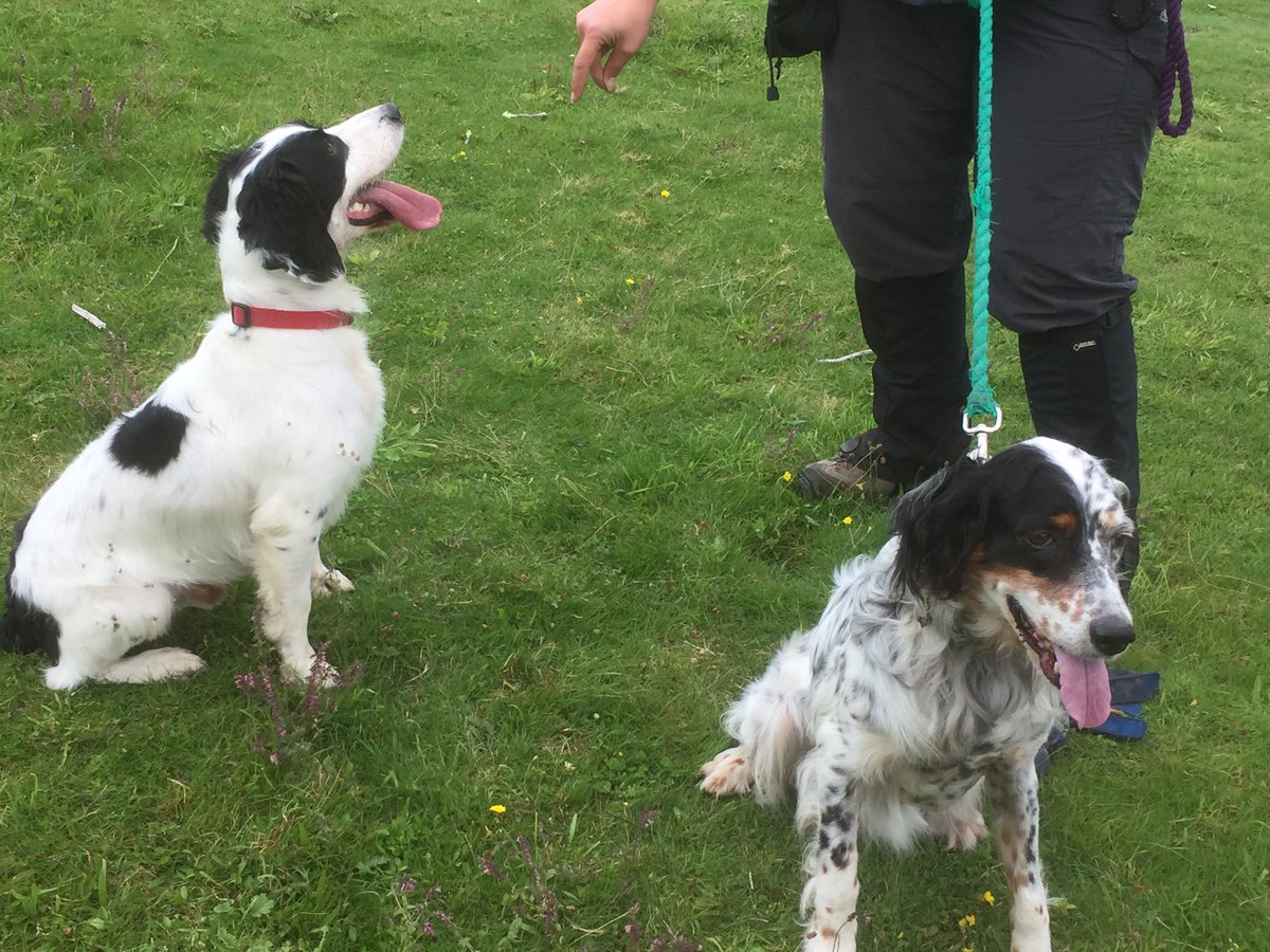 SearchDogDodger's tweet photo. I is happy boy. I helped find Lost dog Lexi. New work is fun! https://t.co/TTvLqNn9sF