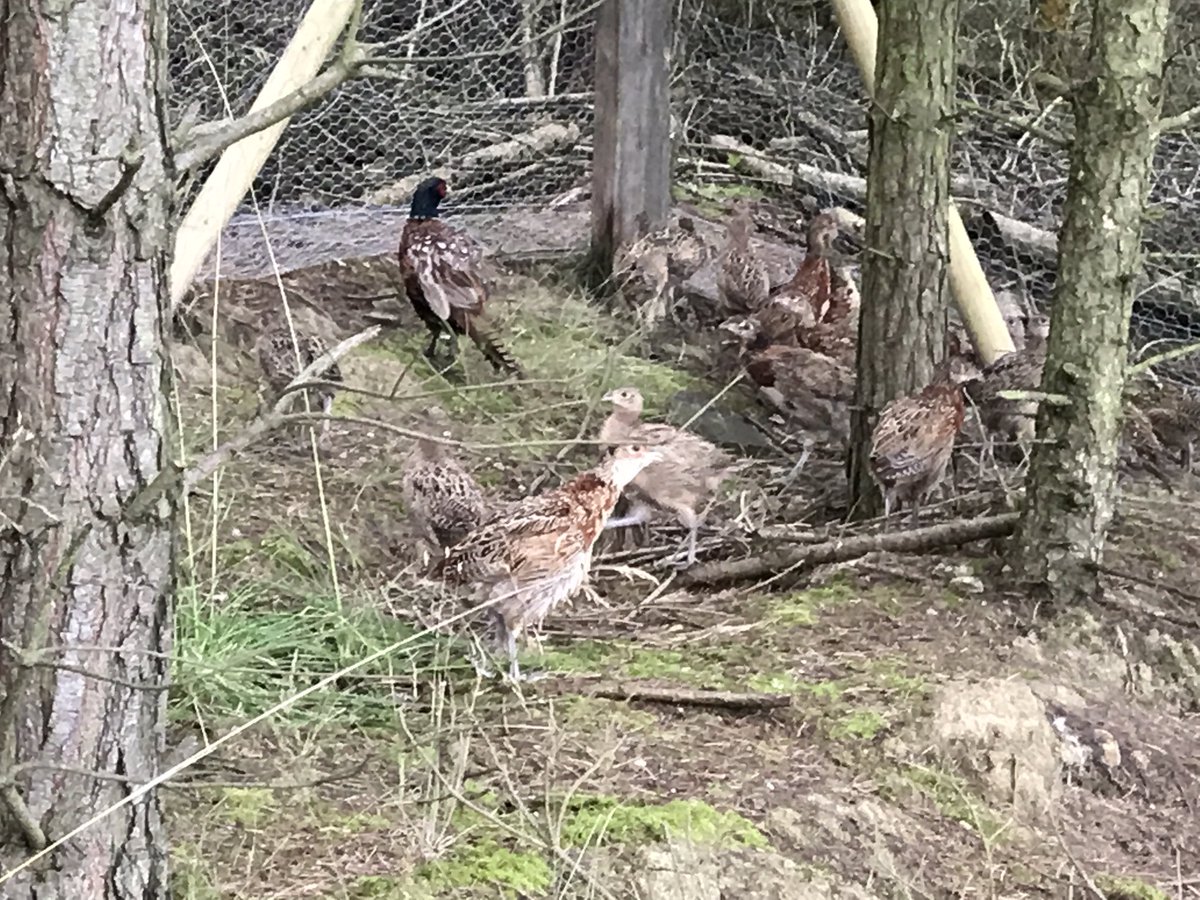 Poults coming along well even a couple of last years where in the pen 2day