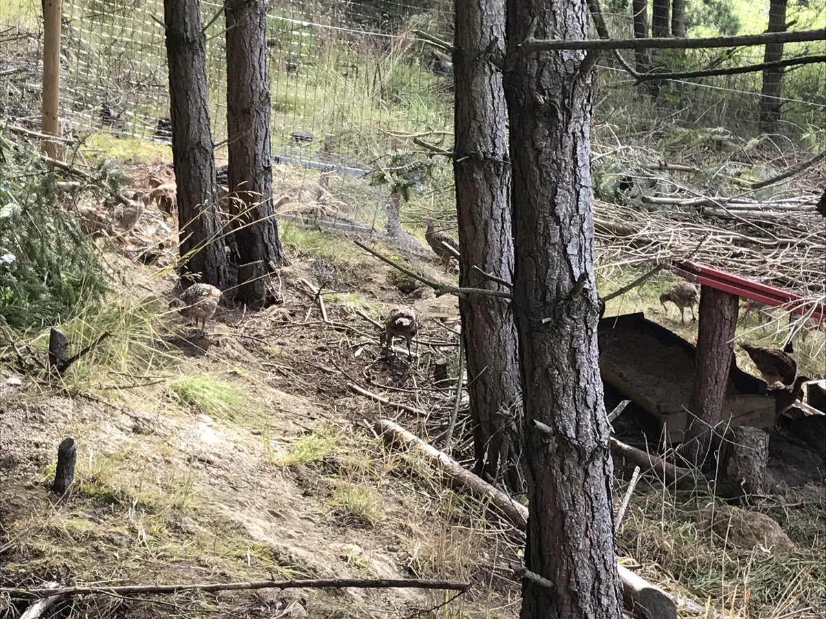 Fieldside labs (@fieldsidegundog) on Twitter photo 