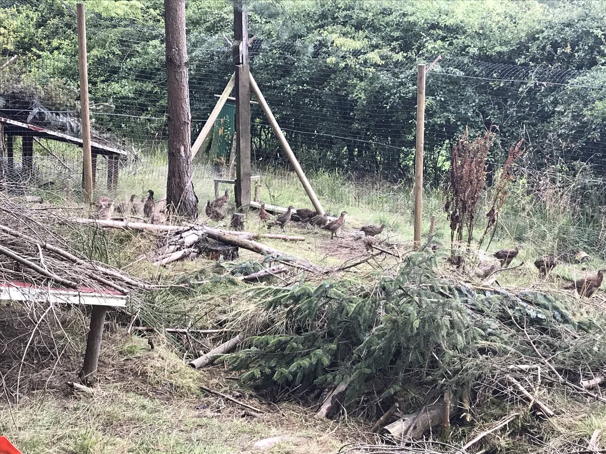 Fieldside labs (@fieldsidegundog) on Twitter photo 