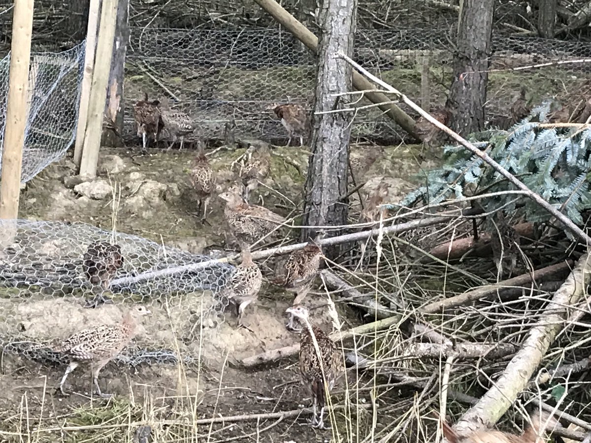 Fieldside labs (@fieldsidegundog) on Twitter photo 