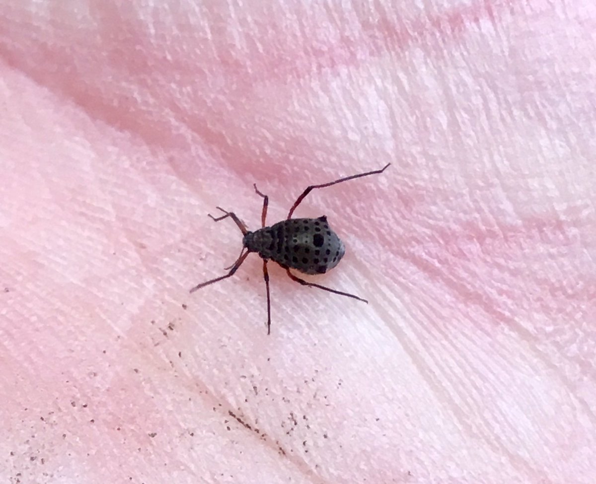 Rasham Insect The Warden (@HorshamWildlife) | Twitter
