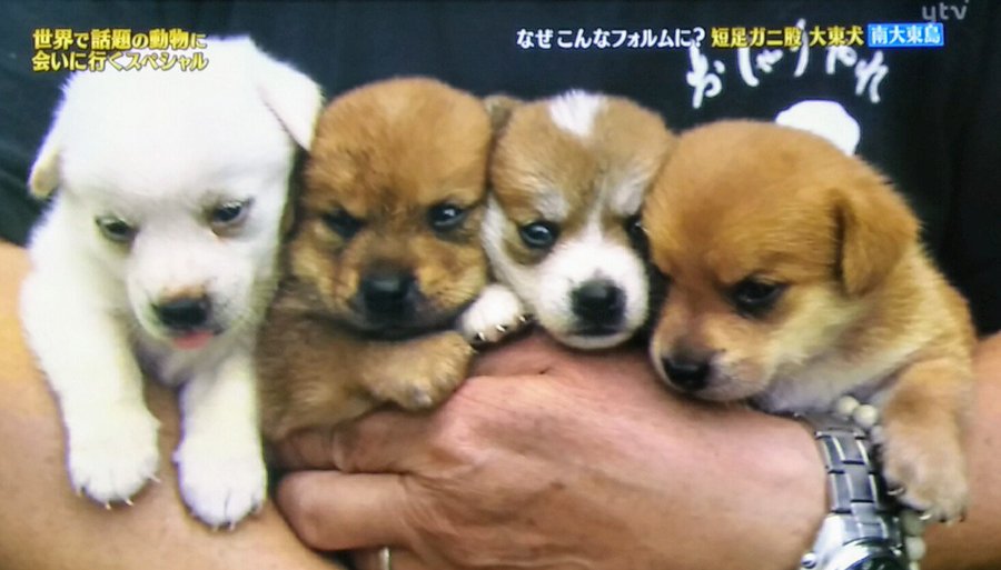 南大東島にいる足の短い犬 大東犬 短足ガニ股でかわいい