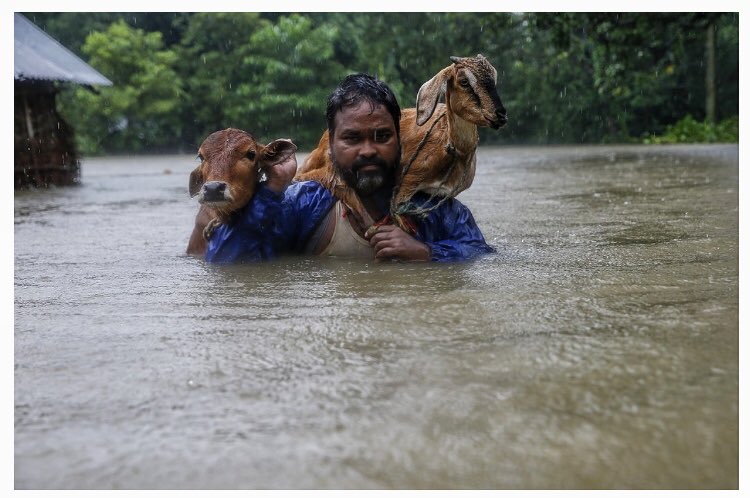 Narendraphoto's tweet photo. A man carries his cattle on his shoulder as he moves to safer ground in Saptari,Nepal,12 August 2017. #nepalflood #epaphotos https://t.co/Cb6iOMOE3p