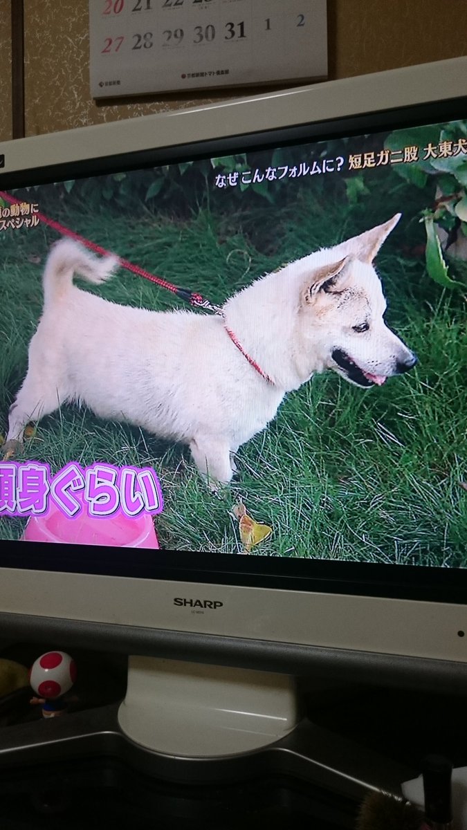 みや 志村どうぶつ園の沖縄 大東島の大東犬 凄く可愛かった さとうきびが大好き 4枚目は 最近生まれた子達