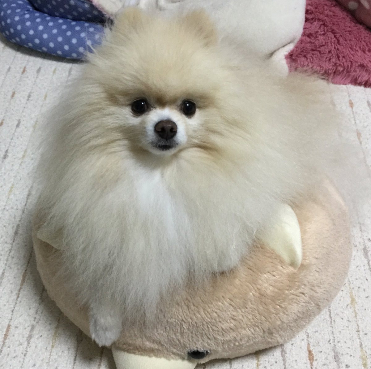 ぽんちゃん ポメラニアン Ponchan Life Twitter ぽんちゃん ポメラニアン Ponchan Life Twitter