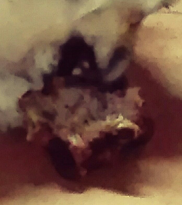 jimmypsousa's tweet photo. @GordonRamsay hey! What do you think about my dog's lunch? I think it was a little bit raw, i heard  someone singing hakuna mattata 🐖🐽🐖 https://t.co/wWLZXPiN49