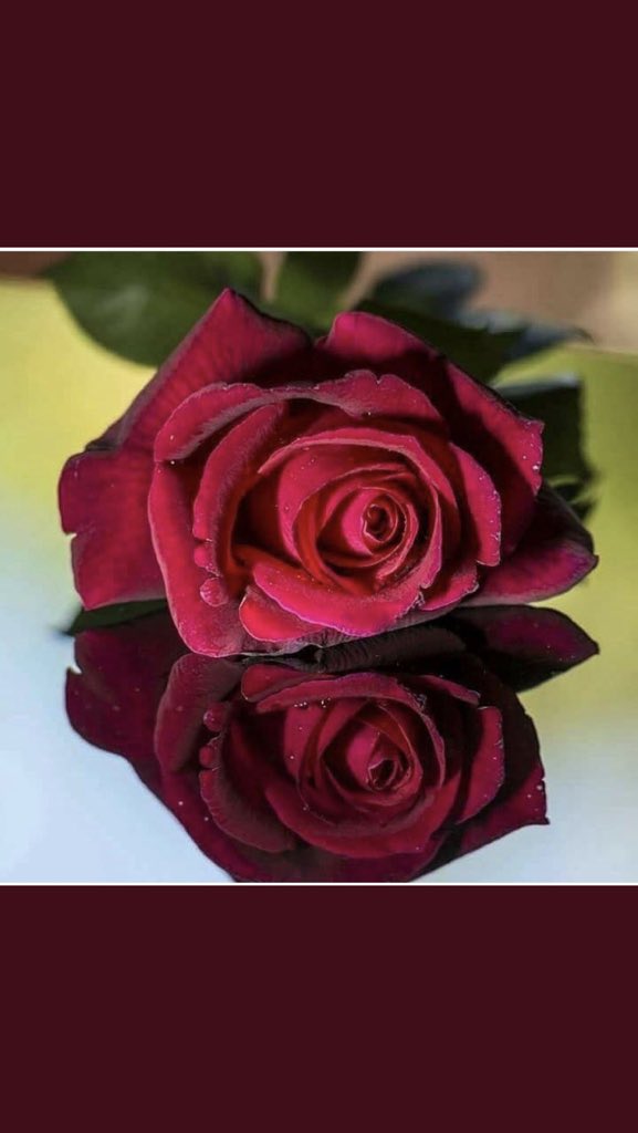j1N_O's tweet photo. تحيه من القلب أتر��مها 
حروف وعبارات وجمل
شكرا لكل من سأل عنى

#في_غيابي

شكرا لمن أرسل رسالة
تحمل معاني وعبارات

#الف_شكرا🌹🌹🌹 https://t.co/EGKlTwDWN1