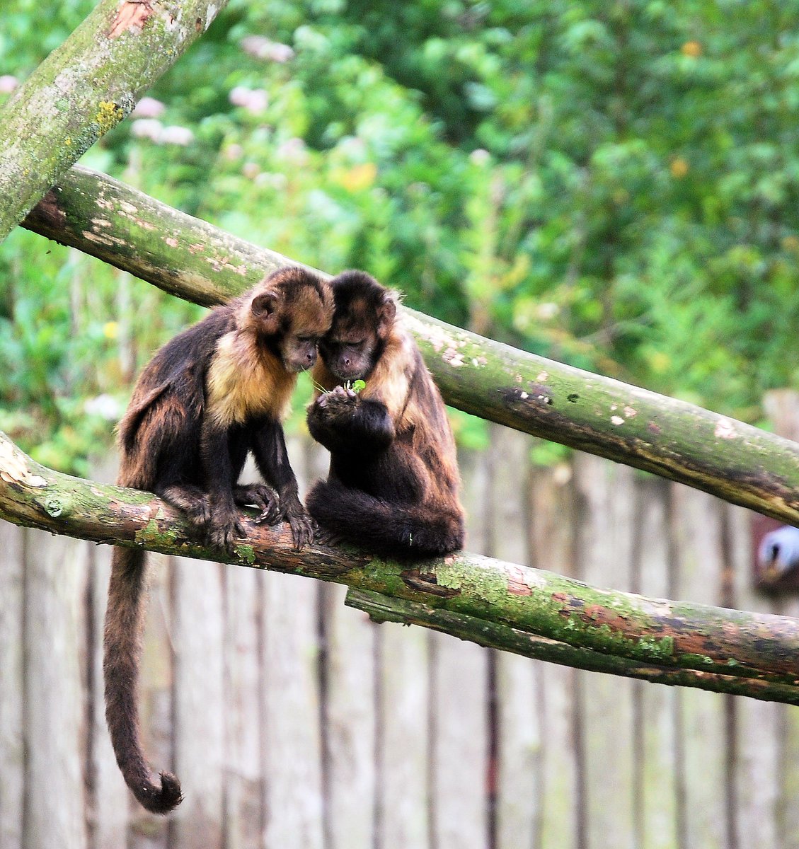 riek1971's tweet photo. Was lief om te zien. #Frieslandzoo #Libema https://t.co/BHfUoTNqlc