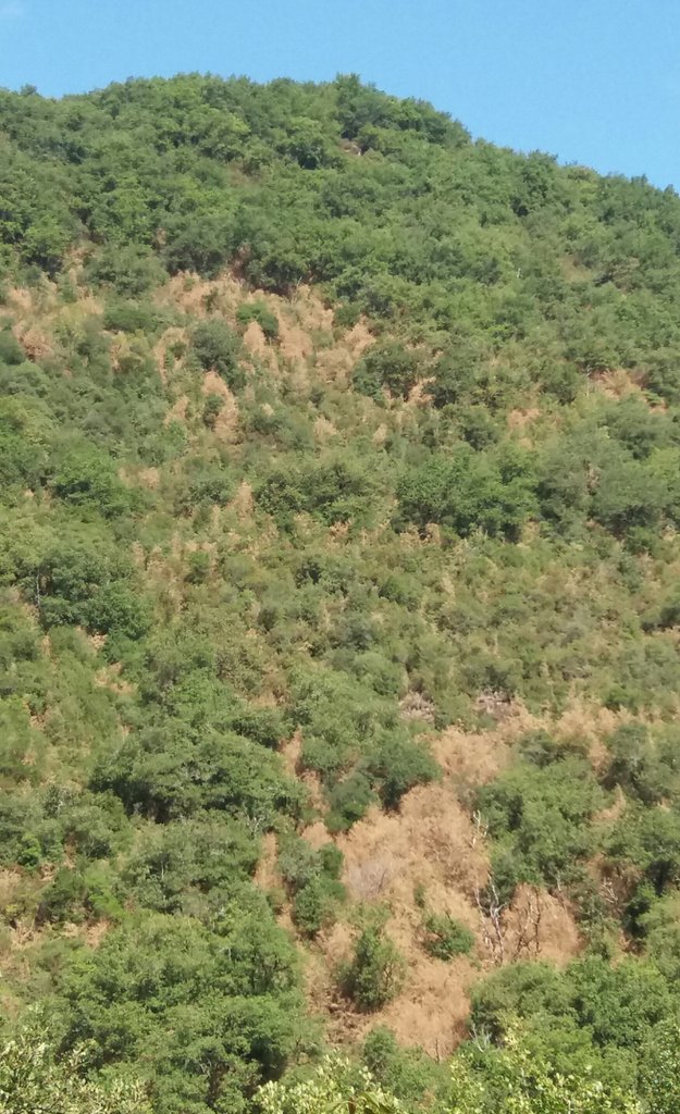 wheatpath's tweet photo. Terrible #buxus #moth (#Cydalima perspectalis) attack in #Tarn valley. Next step "buissières" in Larzac 😢?  @Anses_fr #DSF @Min_Agriculture https://t.co/cLG0NgNvB2