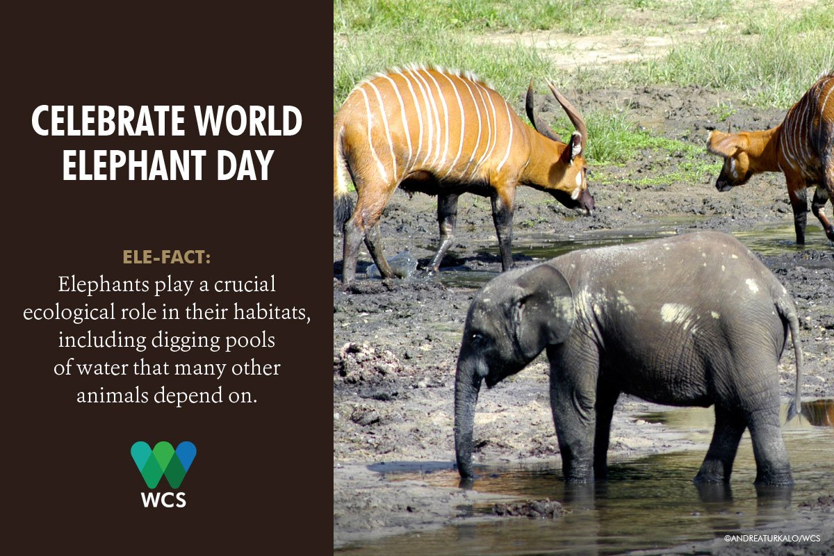 TheWCS's tweet image. Happy #WorldElephantDay! The world's largest land mammals make a big impact on their homes. But they need our help: wcs.org/96-elephants/t…