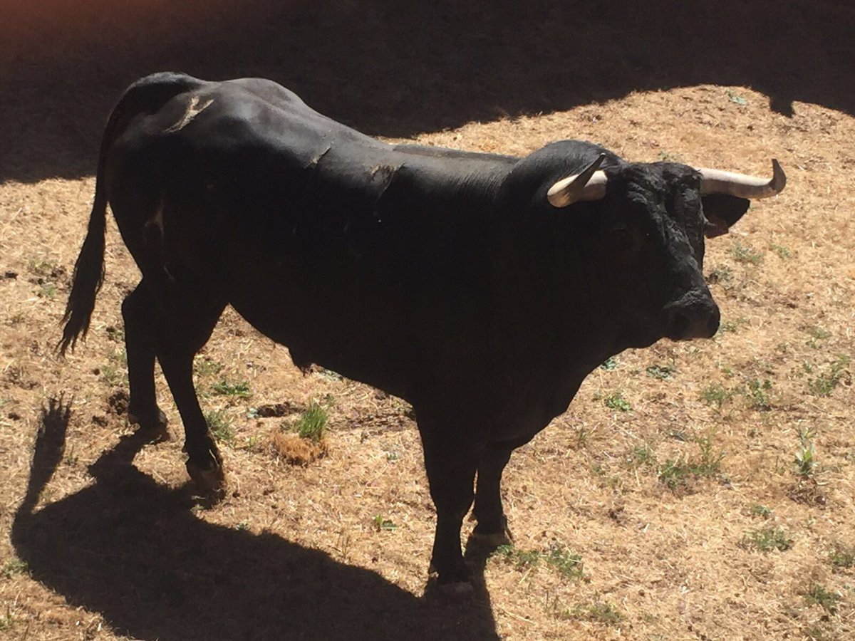 Nuestro lote de hoy en El Barco de Avila, utreros de Fuentespino, números 19 y 13 🇪🇸🐂🐂💪💪🇪🇸