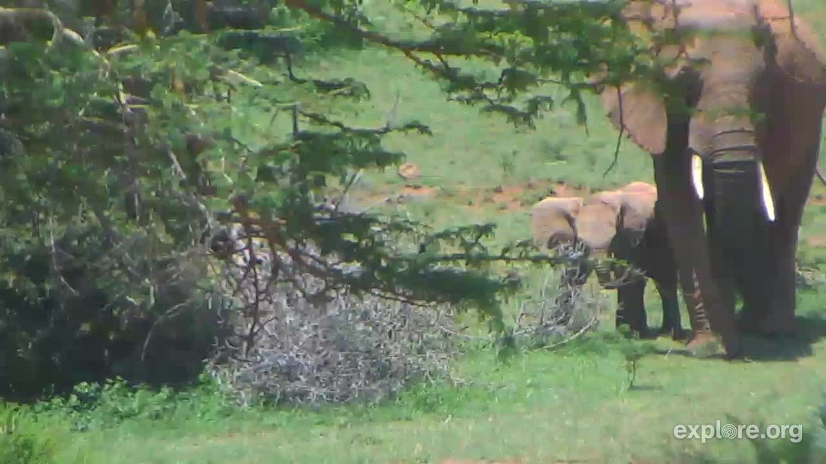 camopkim's tweet photo. The #Mpala eles came out to celebrate #WorldElephantDay a little bit ago. #Explorecams https://t.co/9yQUU3nprt